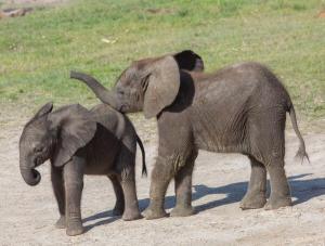 Two Baby Elephants - Photo Captured by Matthew Paulson